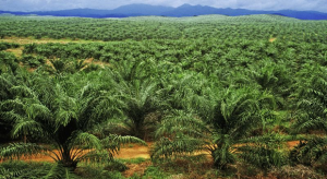 Haze Stunts Palm Oil Growth
