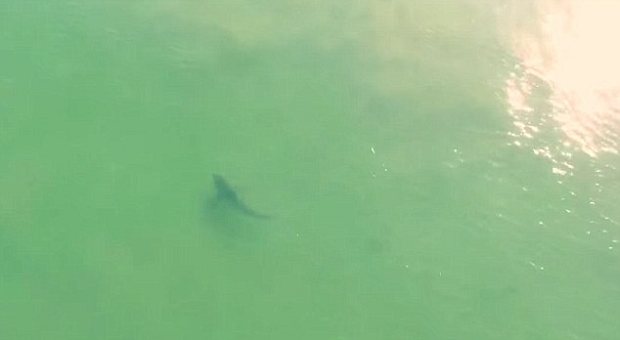 Australia To Use Drones To Track Sharks From The Air