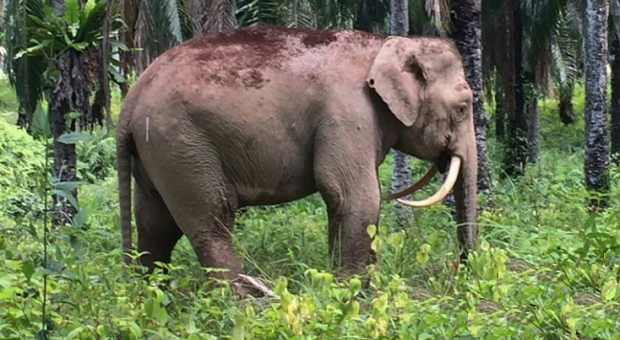 Rare Elephant With Sabre-Tooth Tusks Found In Malaysia