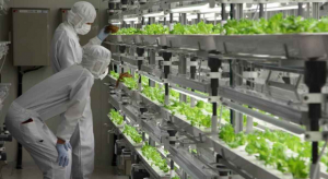 Robotic Lettuce Factory Under Development In Japan