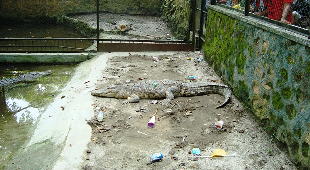 Floods Lead To Escape Of Crocodiles At Sumatera Zoo