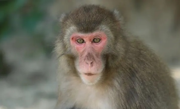 A macaque, also known as the Japanese snow monkey
