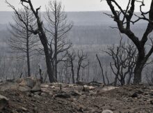 Wildfires caused widespread destruction in northern Algeria in 2021