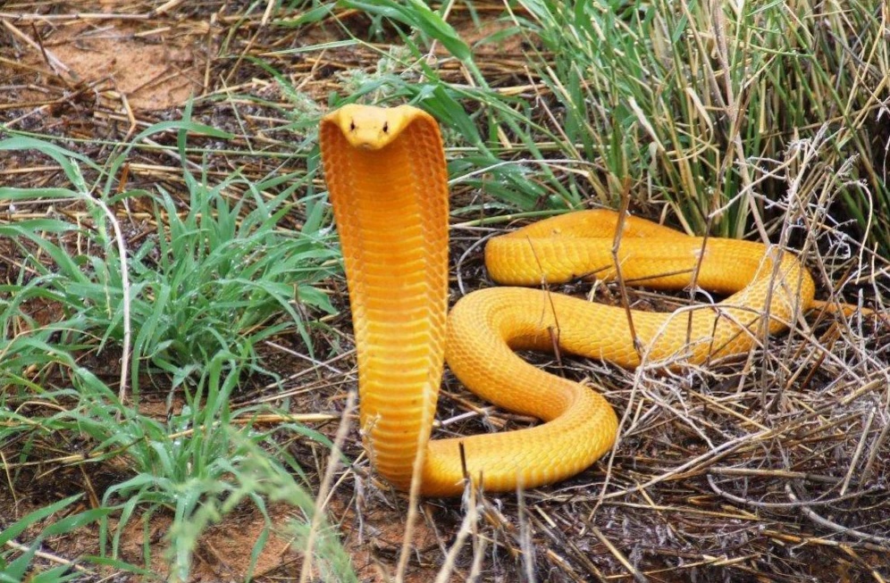 A cape cobra